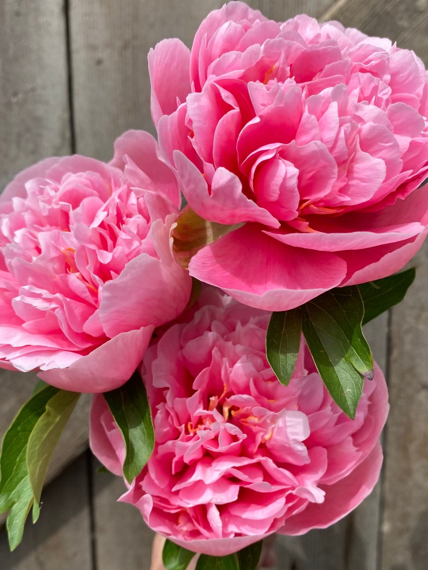 Peony & Magnolia - ROOM SPRAY